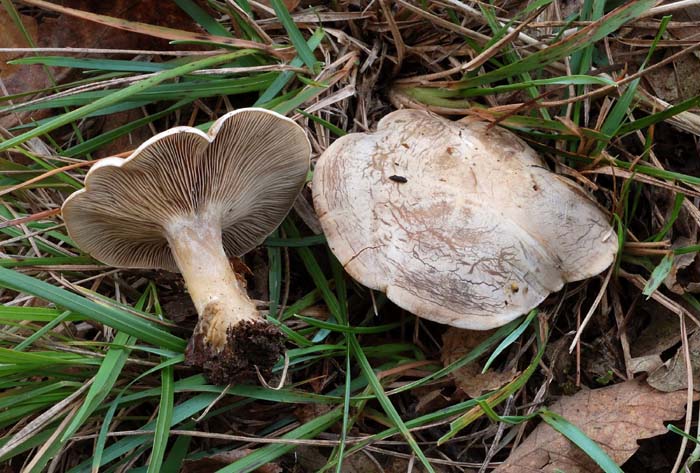 Rhodocybe popinalis